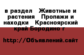  в раздел : Животные и растения » Пропажи и находки . Красноярский край,Бородино г.